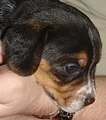 Beagle puppy black.jpg