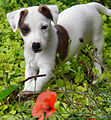 Jack Russell Terrier puppy