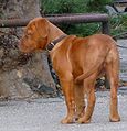 Dogue de Bordeaux puppy