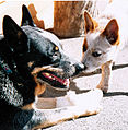 ACD sore foot.jpg