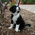 Border Collie Mosi.jpg