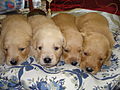 3 weeks old