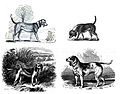 4-beagles.jpg