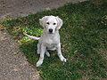 4 months old