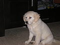 9 weeks old