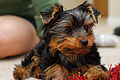 Yorkie