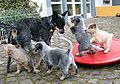ACD puppies.jpg
