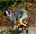 ACD puppy Red Manor's Avis-Gin.jpg