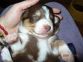 Ausie pup penner.jpg
