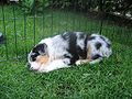 Aussie puppy merle.jpg