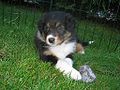 Aussie puppy tricolour.jpg