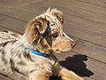 Australian Shepherd puppy red-merle.jpg