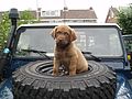Brown Labrador puppy