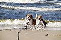 Beagle55.JPG