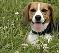 Beagle 001.jpg