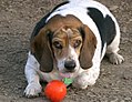 Beagle 745.jpg