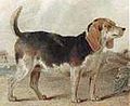Beagle ancient.jpg
