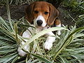Beagle Cachorro.JPG