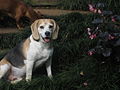Beagle descansant.jpg