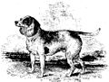 Beagle du nord.jpg