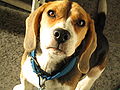 Beagle Face.JPG