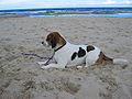 Beagle Paula.JPG
