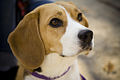 Beagle portrait Camry.jpg