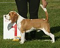 Beagle red & white 1.jpg