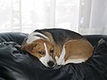 Resting