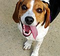Beagle tongue hanging out.jpg