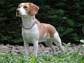 Beagle Upsy.jpg