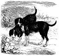 Beagles du sud - Brehm.jpg