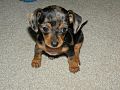 Mixed-breed puppy