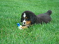 7 weeks old