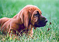 Bloodhound puppy, red coat, 5.5 weeks old