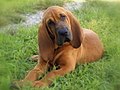 Bloodhound pup