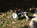 Bluetick Beagle.jpg