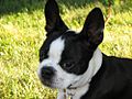 Boston Terrier puppy
