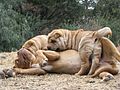 Shar Pei