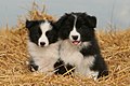 Border Collie puppies