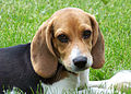 Cute beagle puppy lilly.jpg