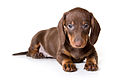 Dachshund brown puppy.jpg