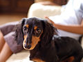 Dachshund longhaired puppy.jpg