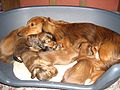 Dachshund puppies.jpg