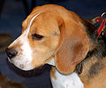 Głowa beagla 602.jpg