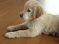 12 weeks