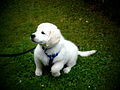 12 weeks
