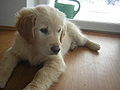 12 weeks