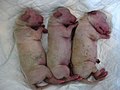 newborn