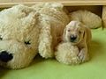 2 weeks old